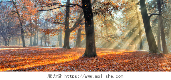 早晨阳光洒在在秋天的树林丛中早上在晚秋天的树林中的曙光